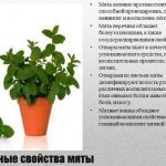 Healing properties of mint