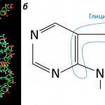 DNA and purine nitrogen base diagram