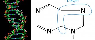 DNA and purine nitrogen base diagram