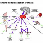 Hypothalamic-pituitary system