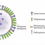 Variability of the influenza virus.jpg