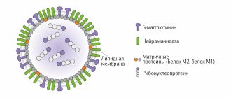 Variability of the influenza virus.jpg