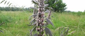 how to drink motherwort correctly