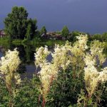 Meadowsweet (meadowsweet): what it helps with, use and contraindications