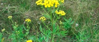 Common type of tansy grass