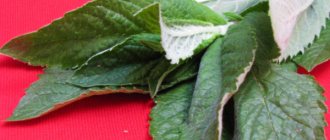 beneficial properties of mint leaves