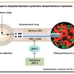 Secretion and insulinotropic action of incretin hormones