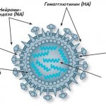Структура вируса гриппа