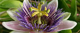 Heat-loving passionflower belongs to the category of moisture-loving plants