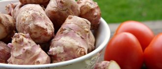 Jerusalem artichoke is a record holder for inulin content, photo