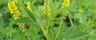 sweet clover herb medicinal properties and contraindications
